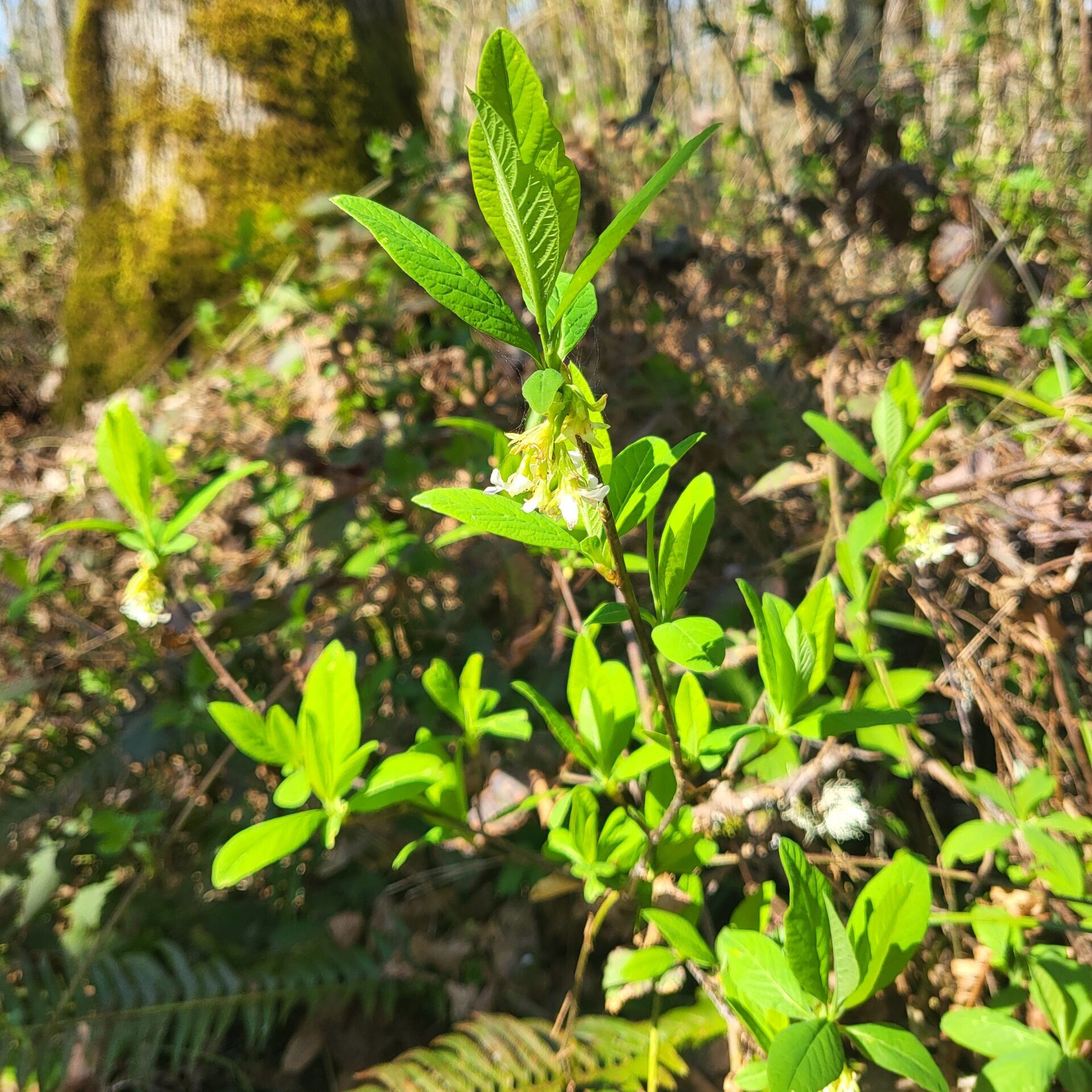 Indian plum flowers in spring