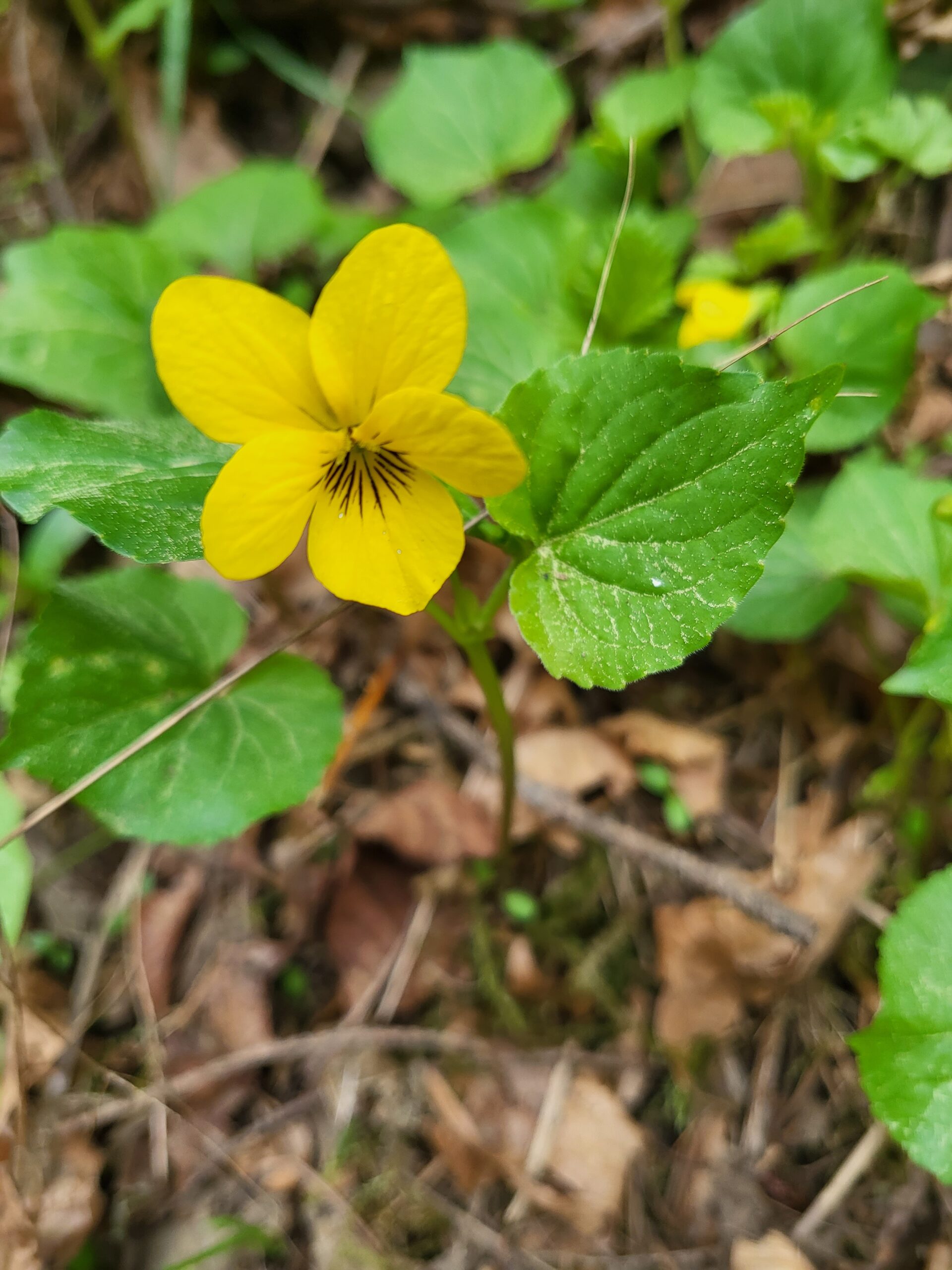 Yellow stream violet