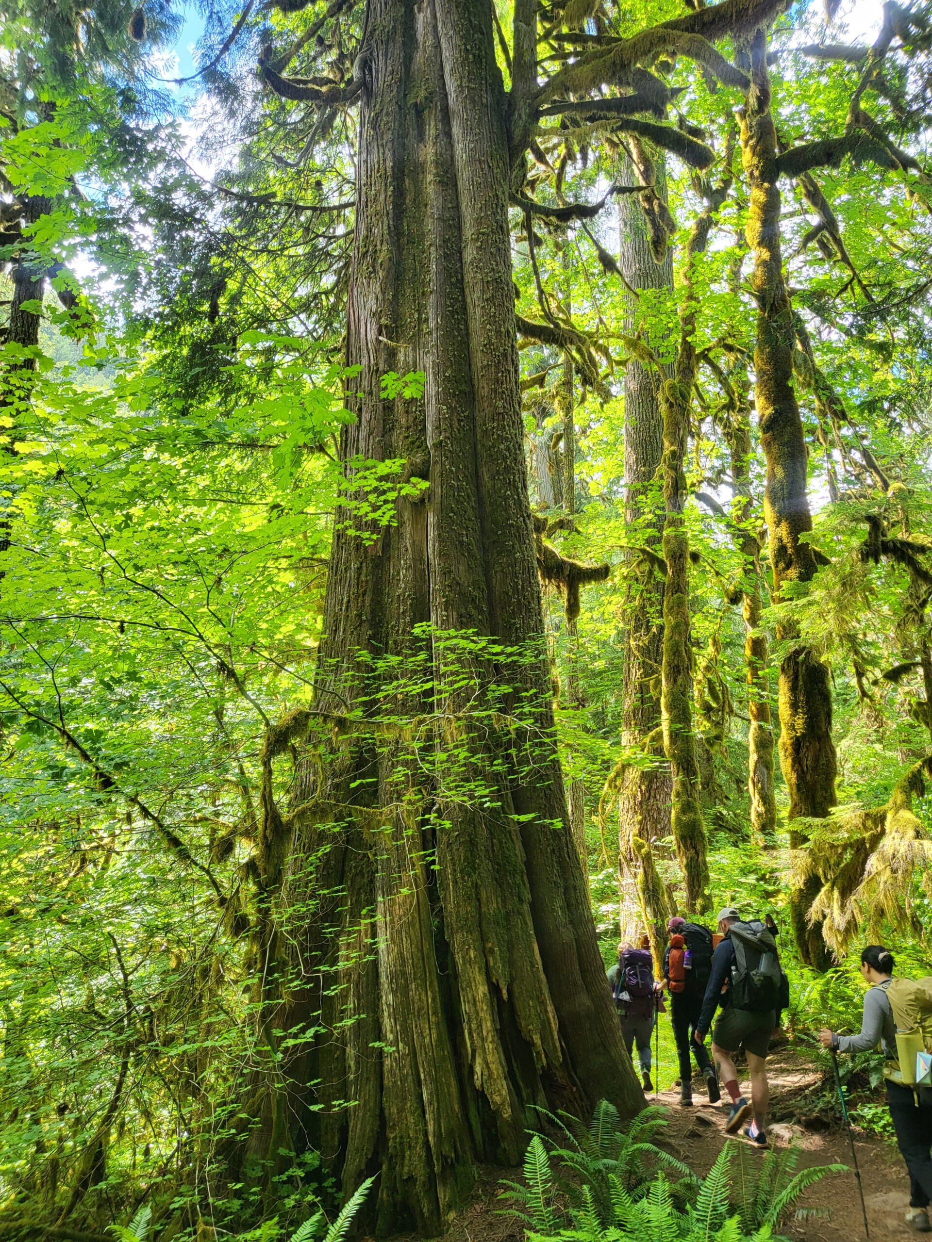 Western red cedar tree near the Salmon River