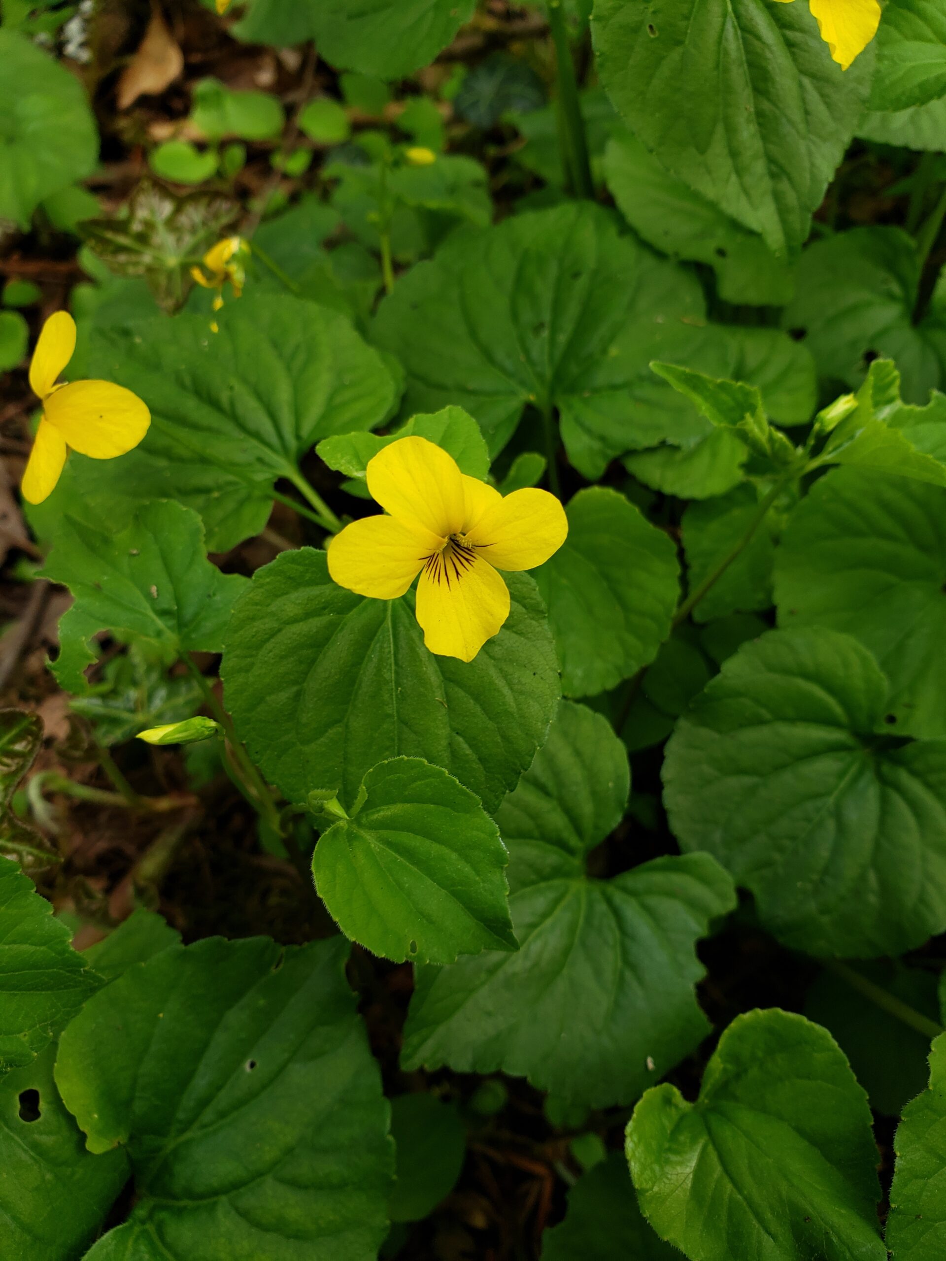 Cluster of stream violets